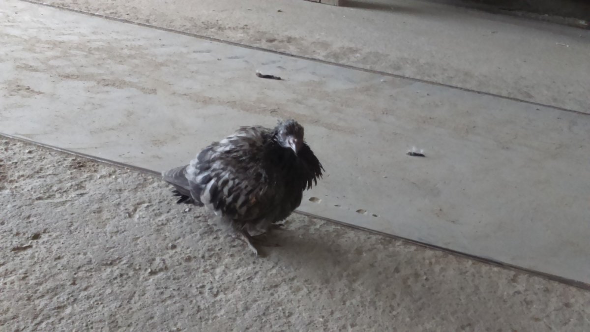 Птенец голубя породы