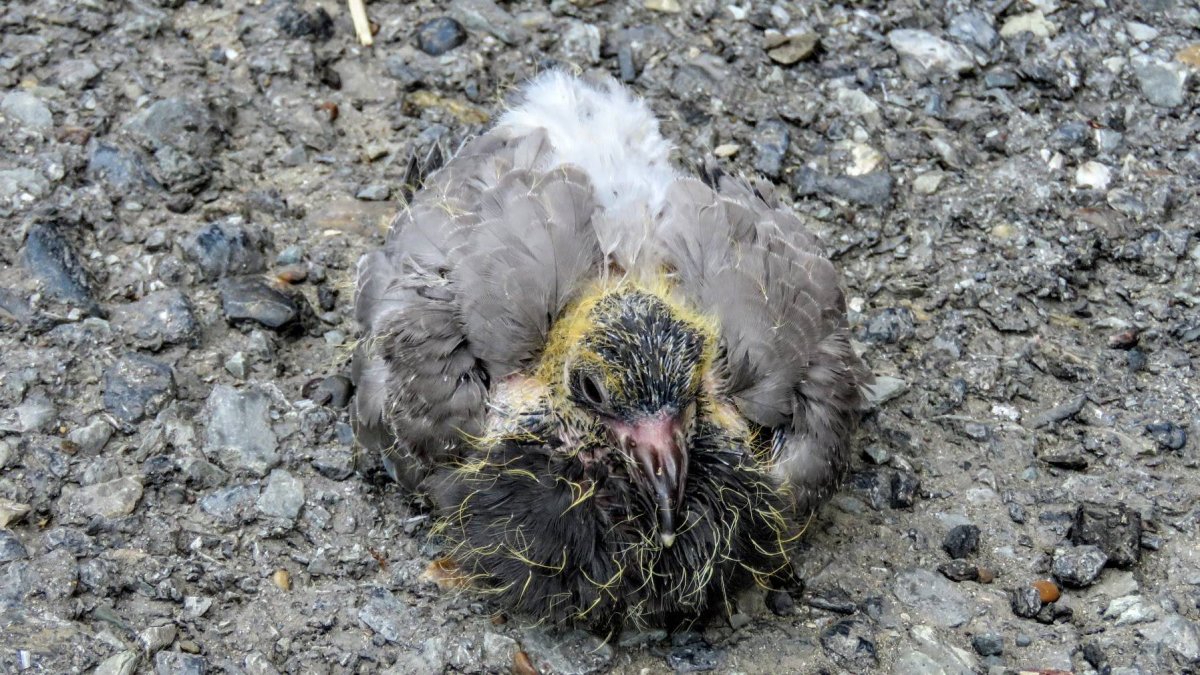 Птенец дикого голубя