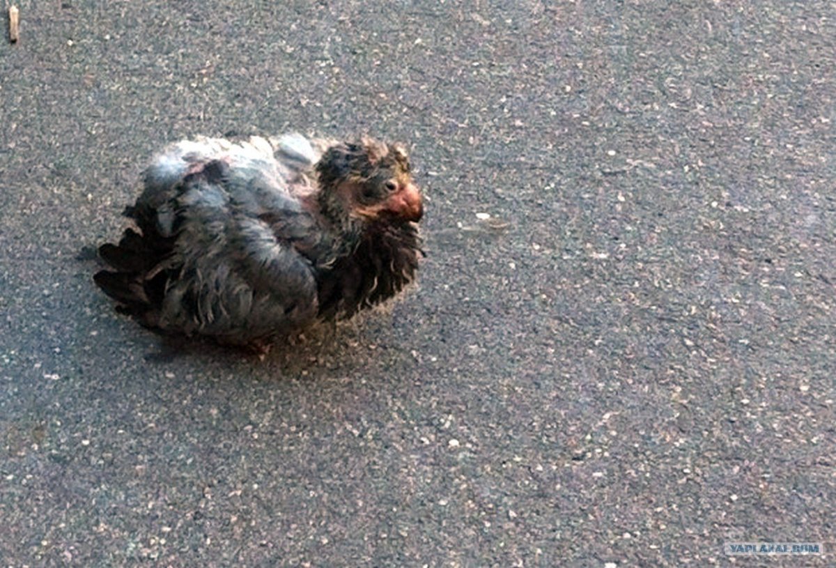 Голубь птенец подросший