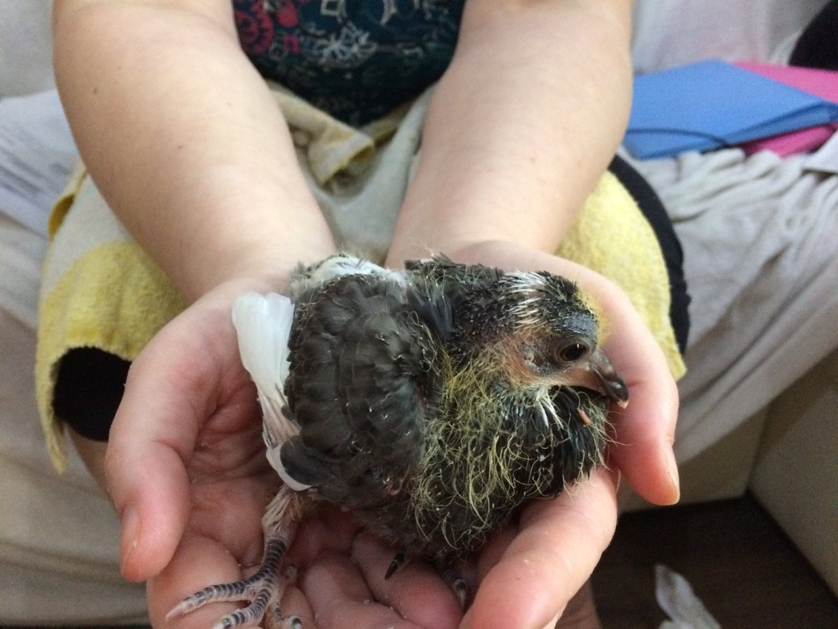 Птенец голубя