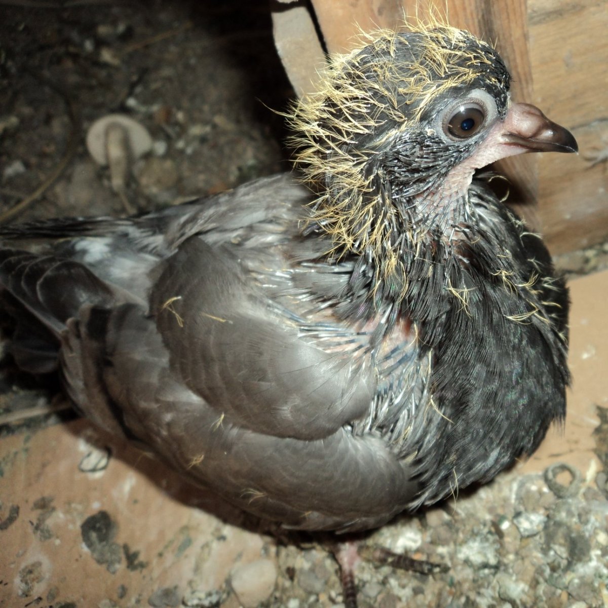 Маленький голубь птенец