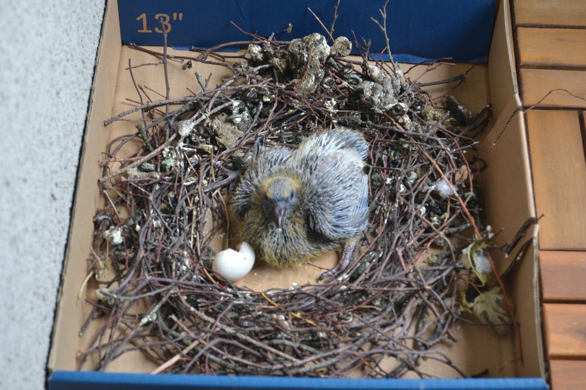 Первая выкладка птенцов