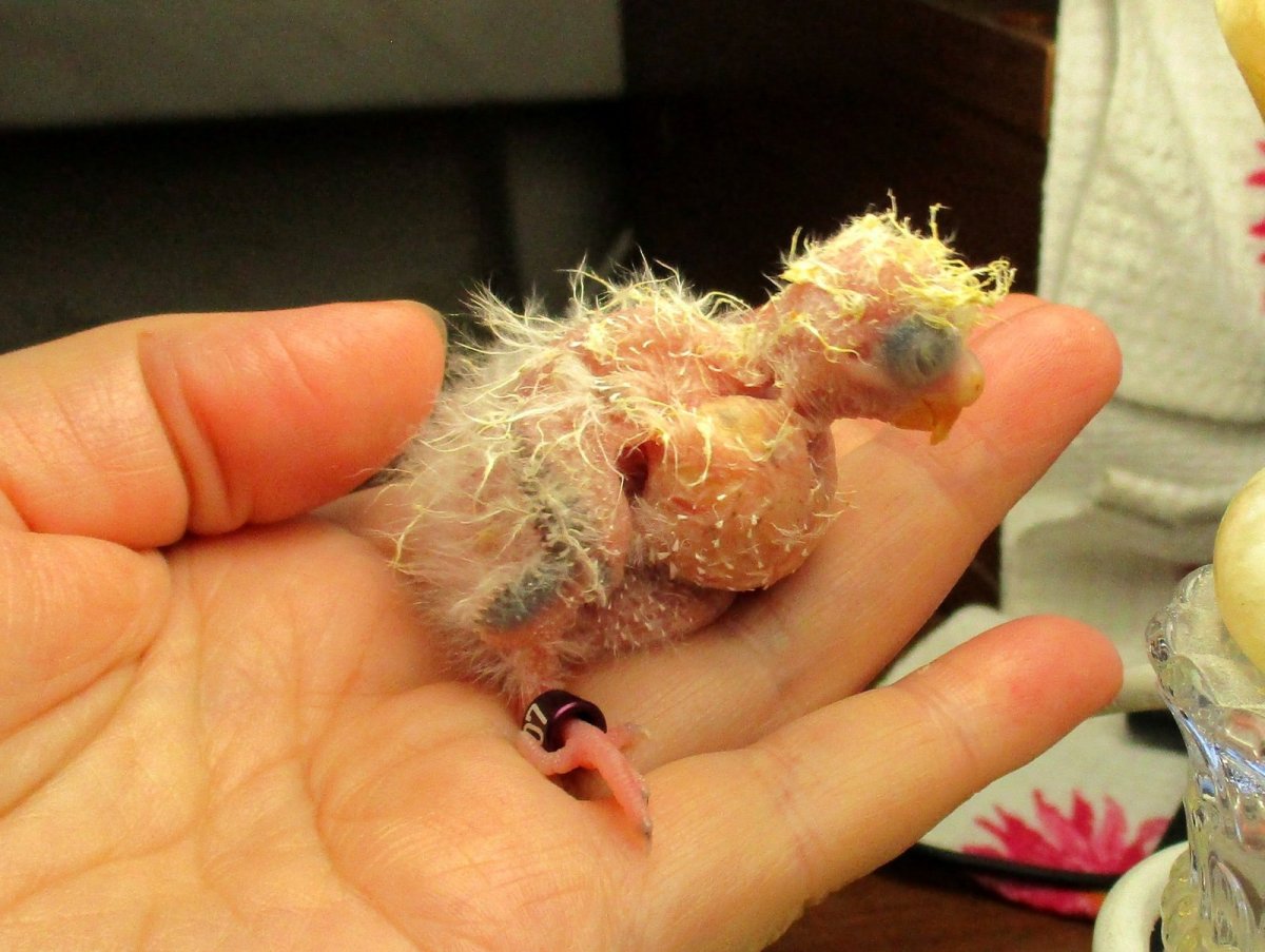 Амадины птенцы