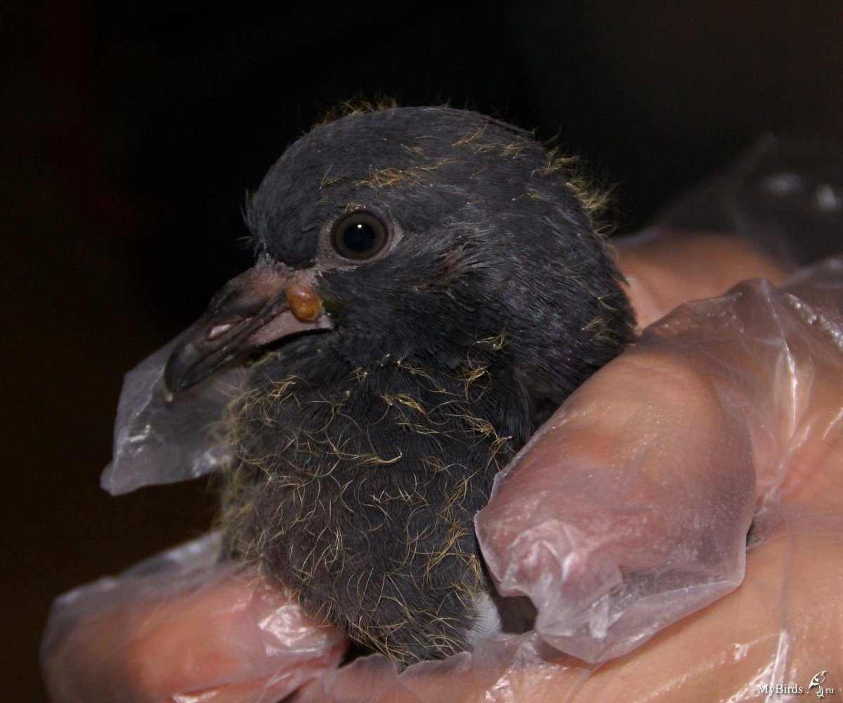 Маленький голубь птенец