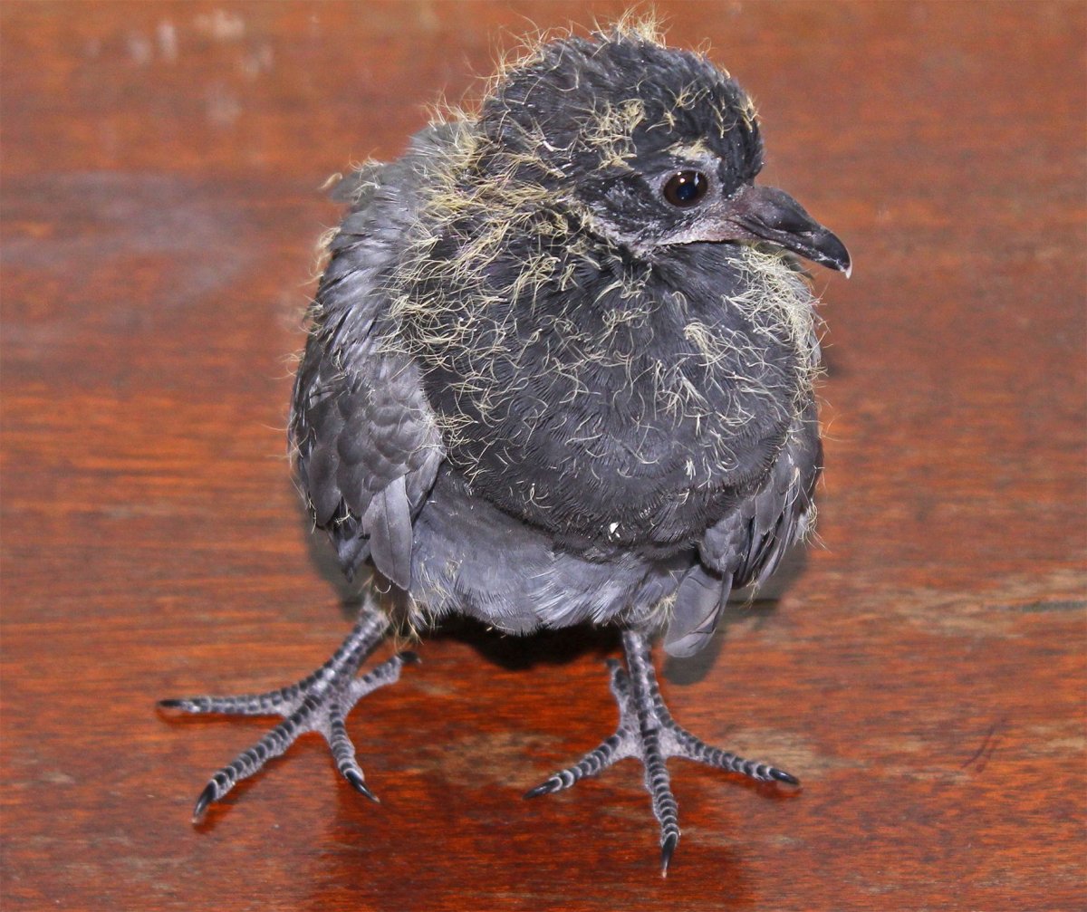 Голубята птенцы голубей