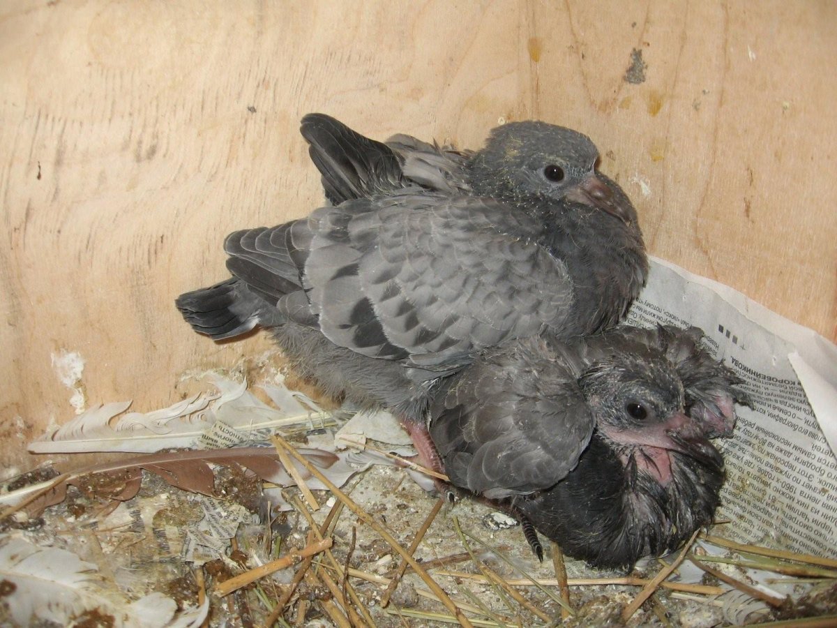 Голубята птенцы