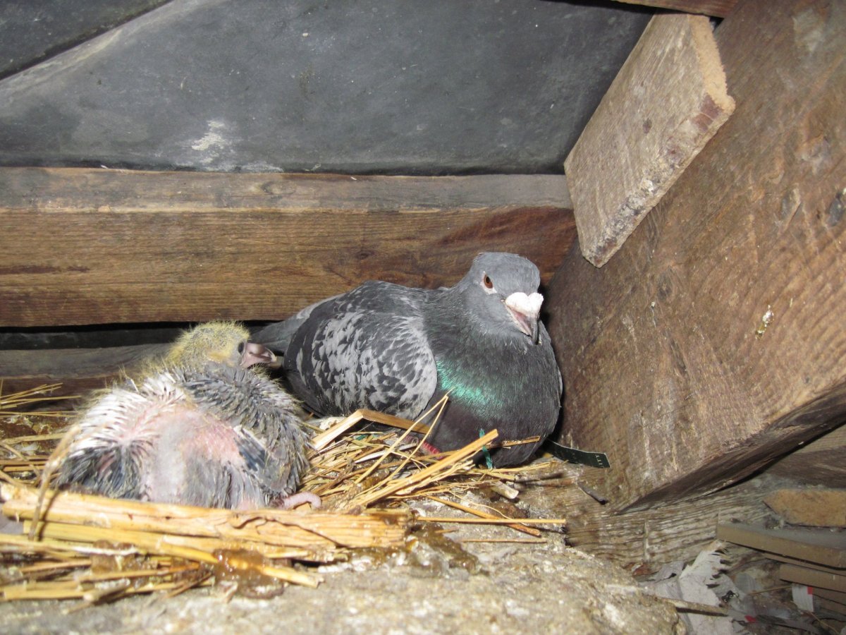 Голубка высиживает яйца