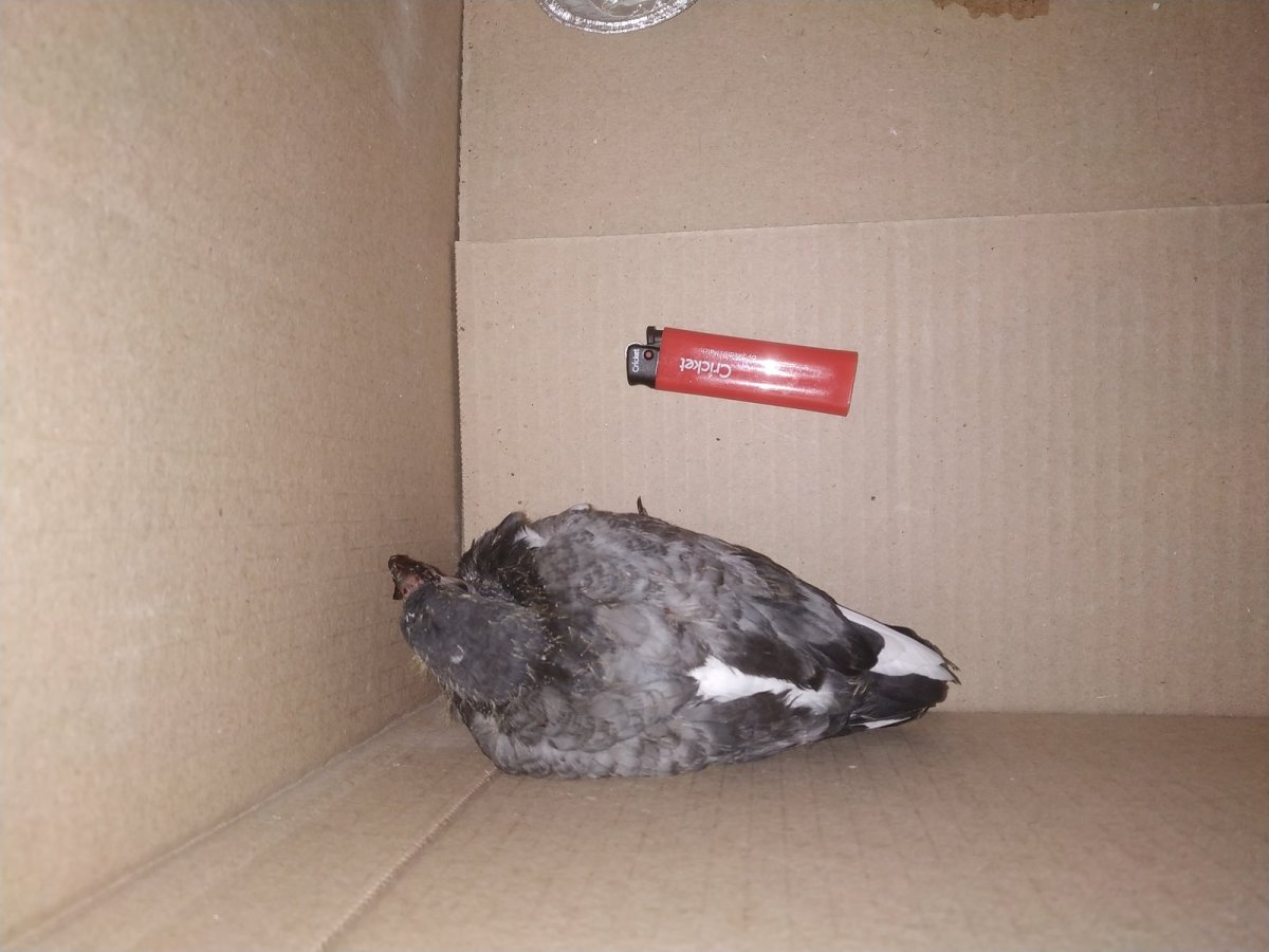 Птенец голубя летает