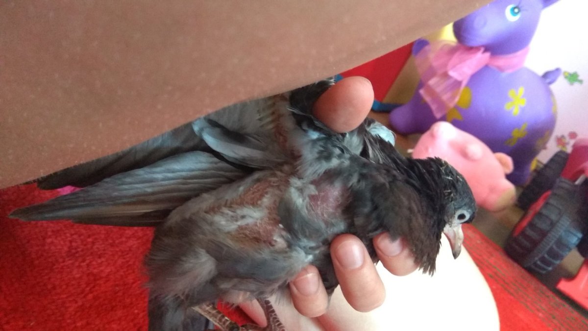 Выхаживание голубиных птенцов