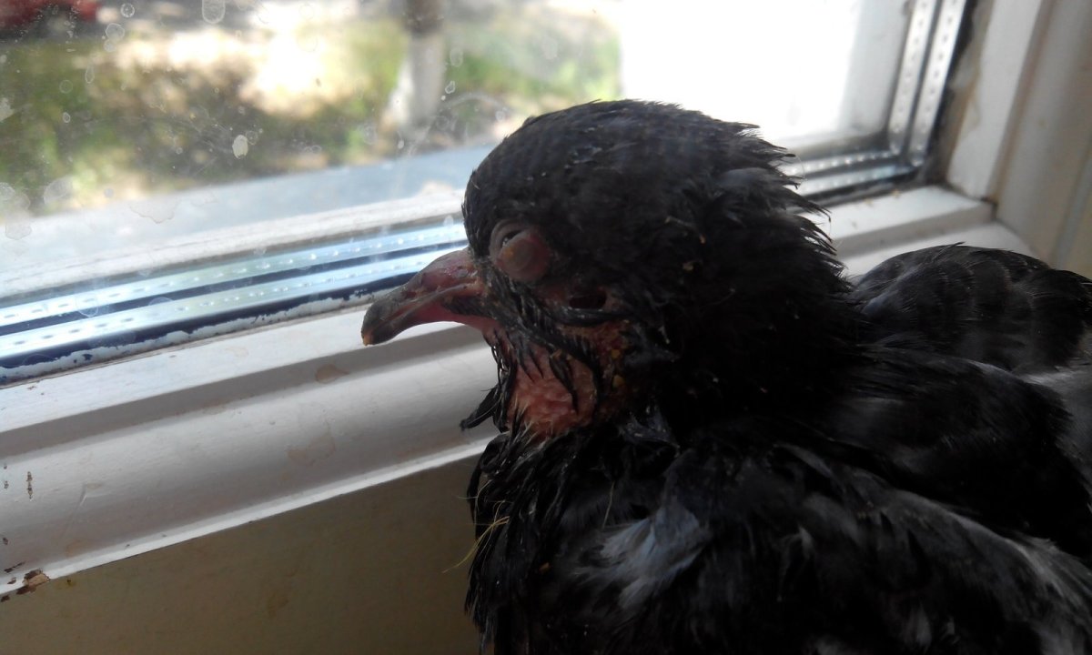 Птенец голубя 2 месяца