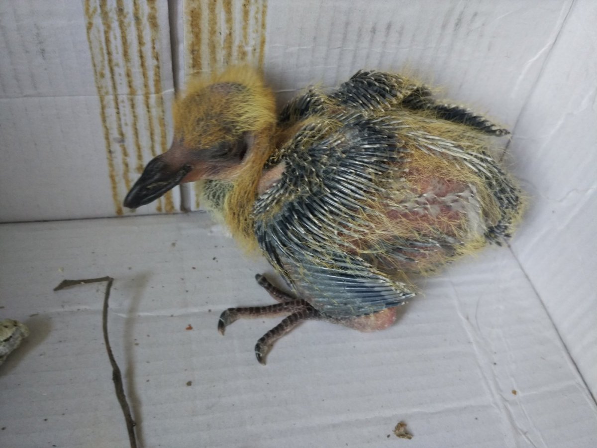 Птенцы мёртвый голубёнок