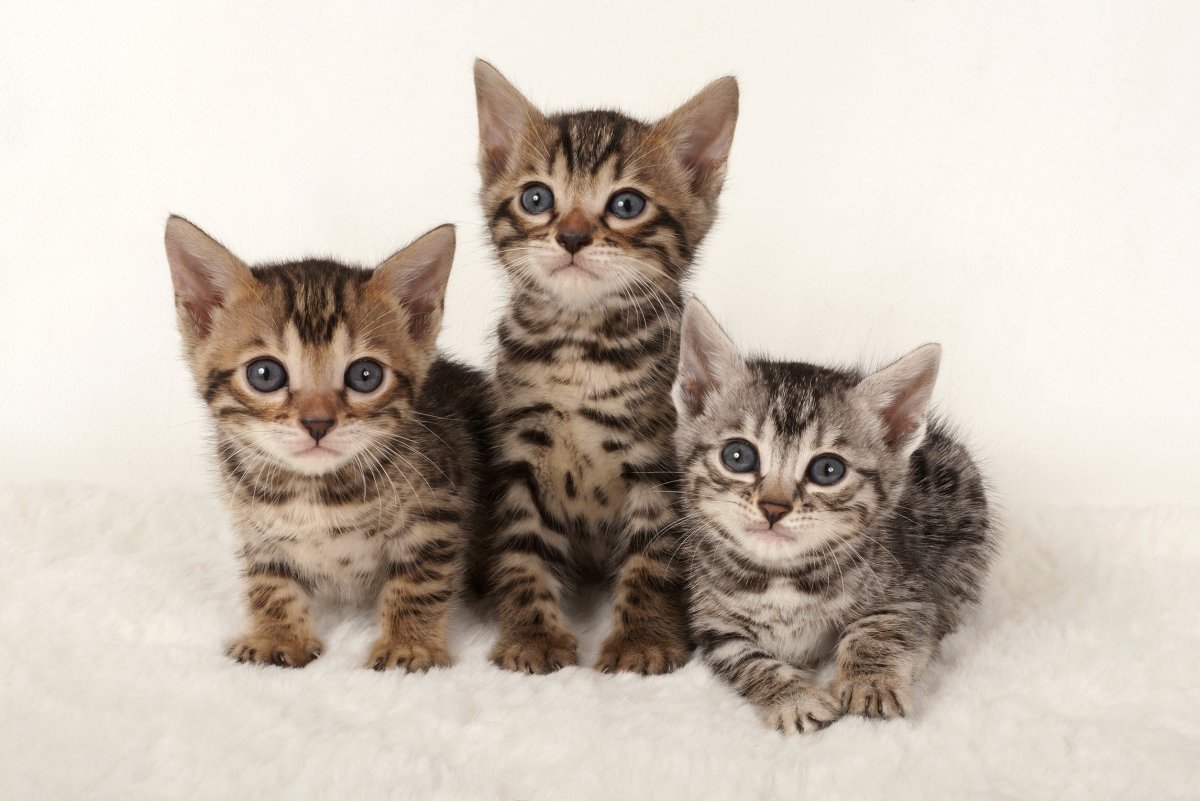 Порода маленького котенка табби