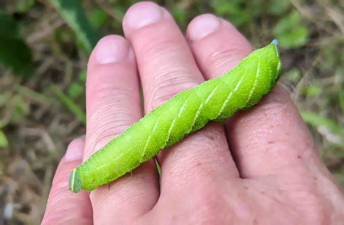 Большая зеленая гусеница бражник