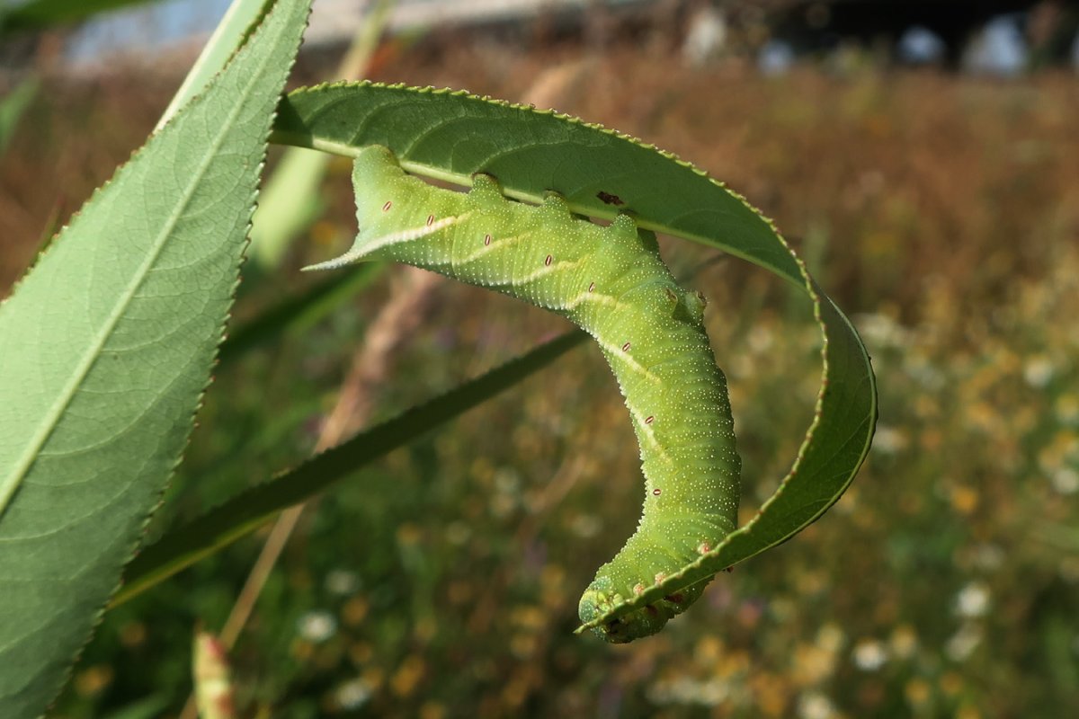 Гусеница БРАЖНИКА
