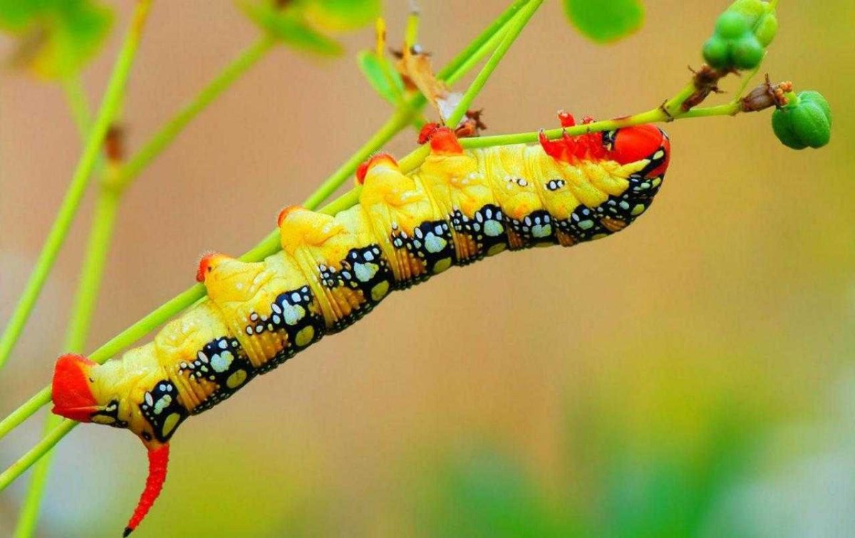 Павлиноглазка Геркулес гусеница