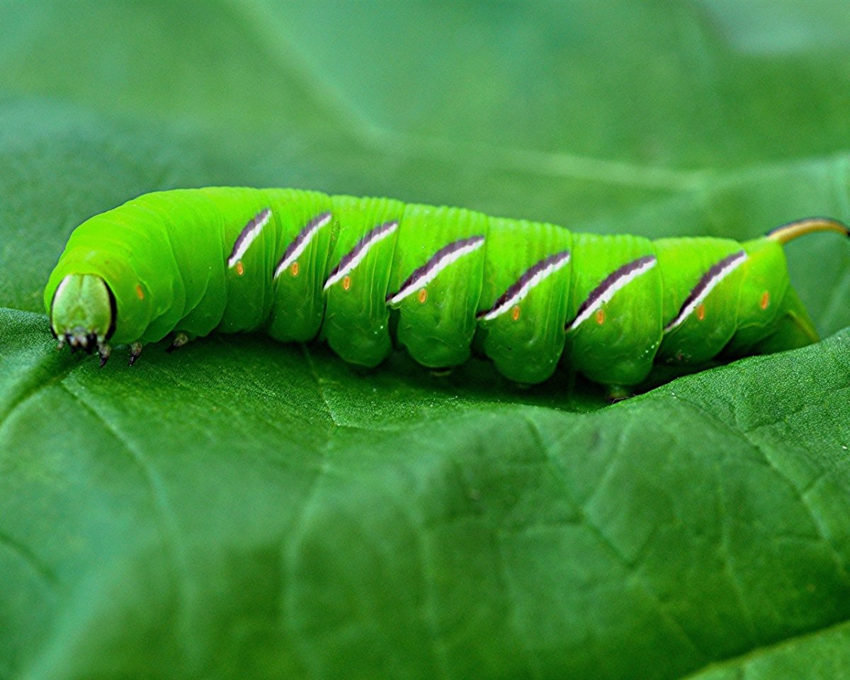Бражник глазчатый гусеница
