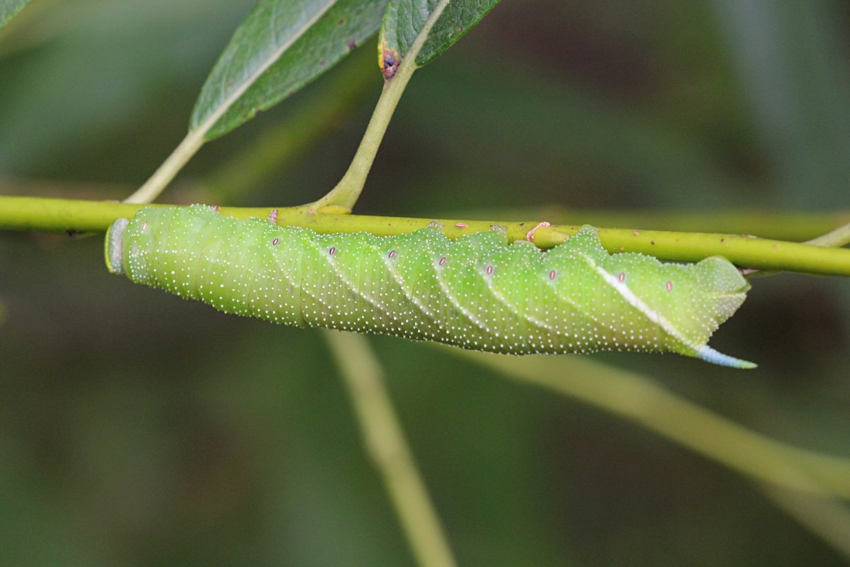 Гусеница БРАЖНИКА зеленая