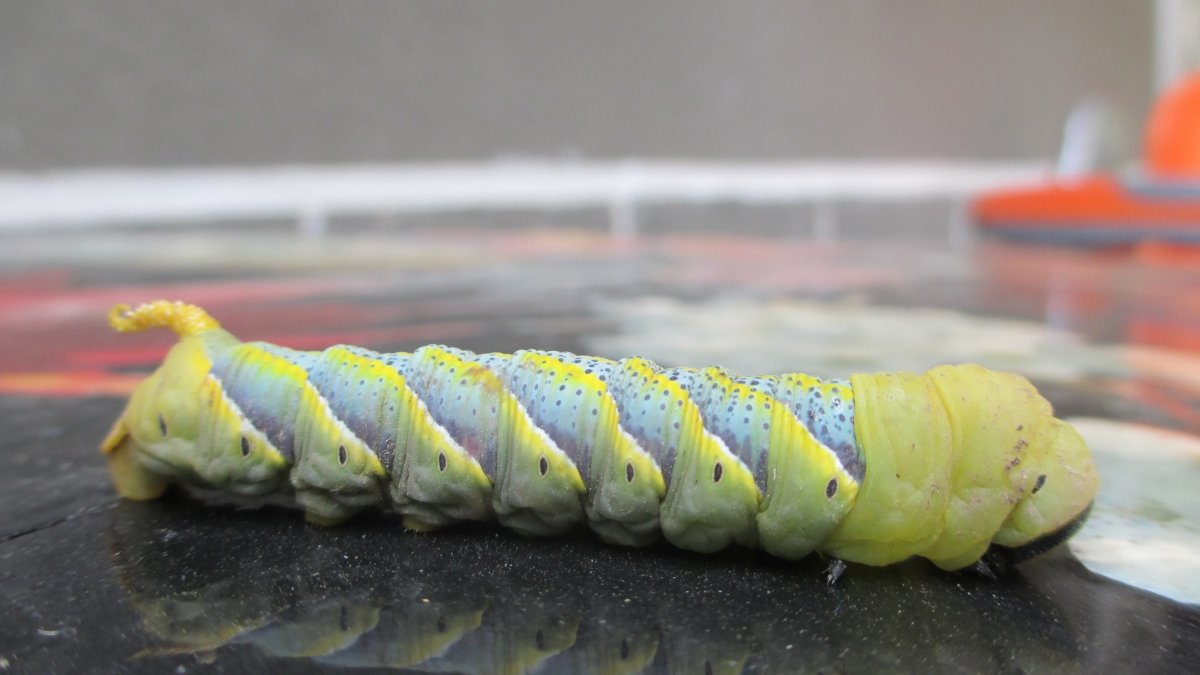 Бражник мертвая голова фото гусеница