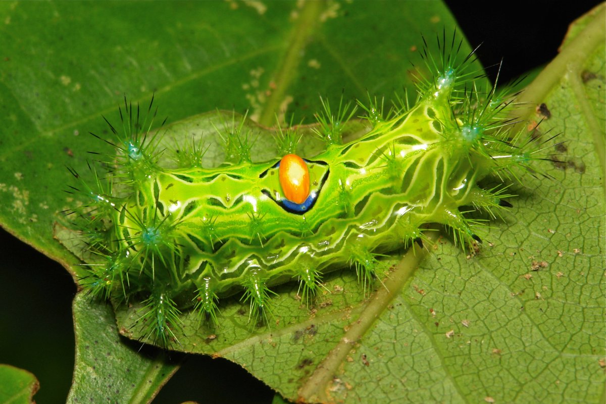 Букашки гусеница