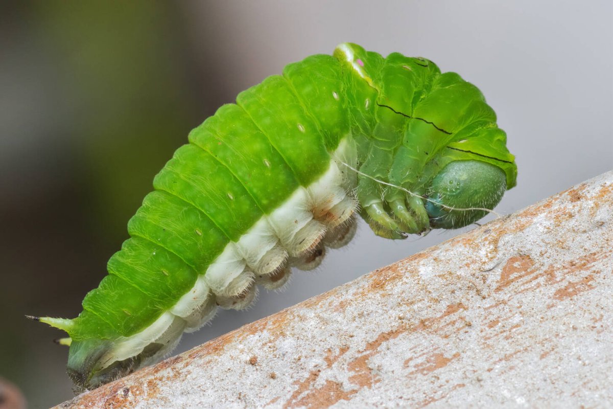 Уссурийский толстотел гусеница
