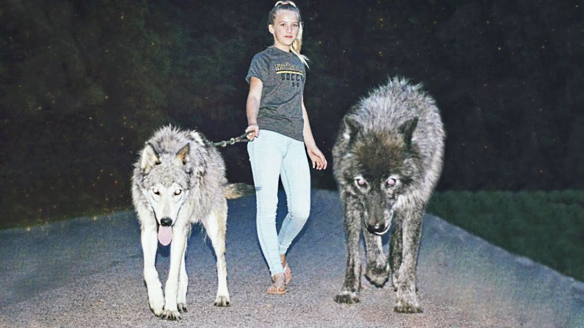 Волк рядом с человеком