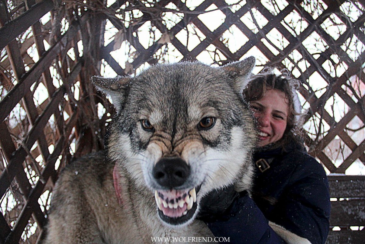 Волкособы оскал