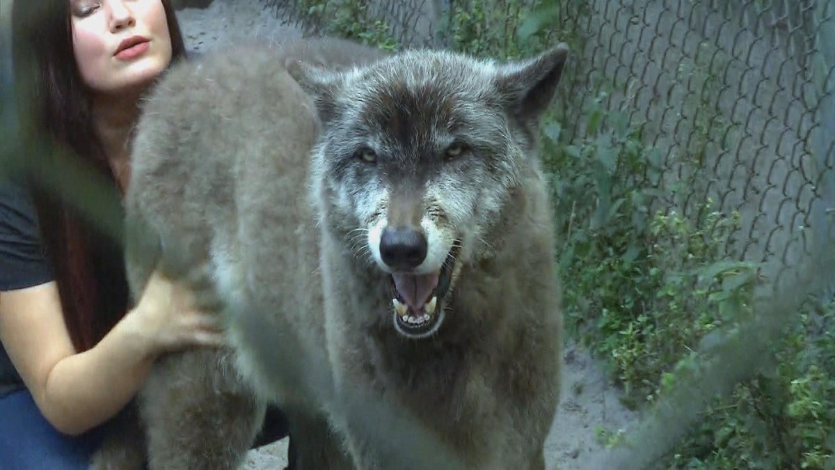 Волкособ Юки