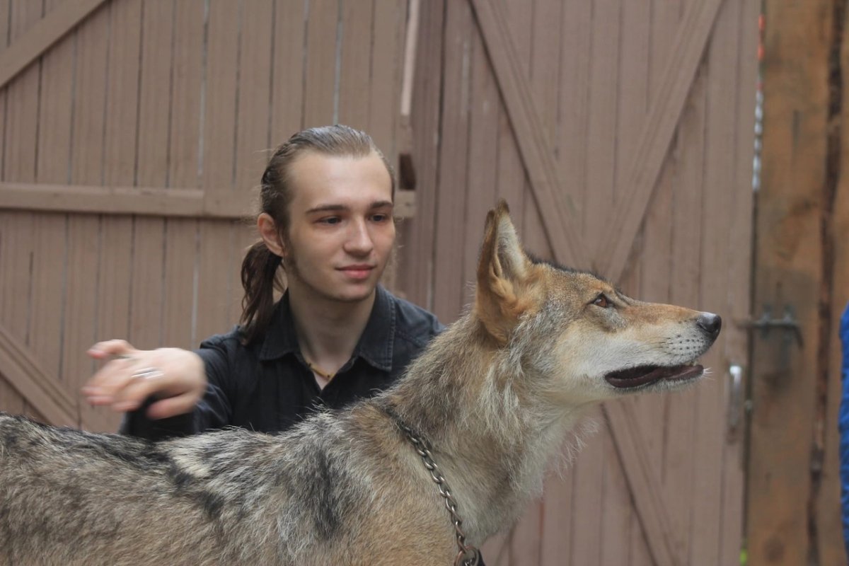 Волк выполняет команды