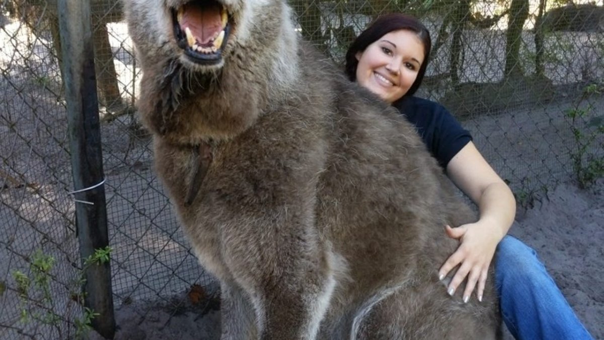 Самый большой волкособ в мире