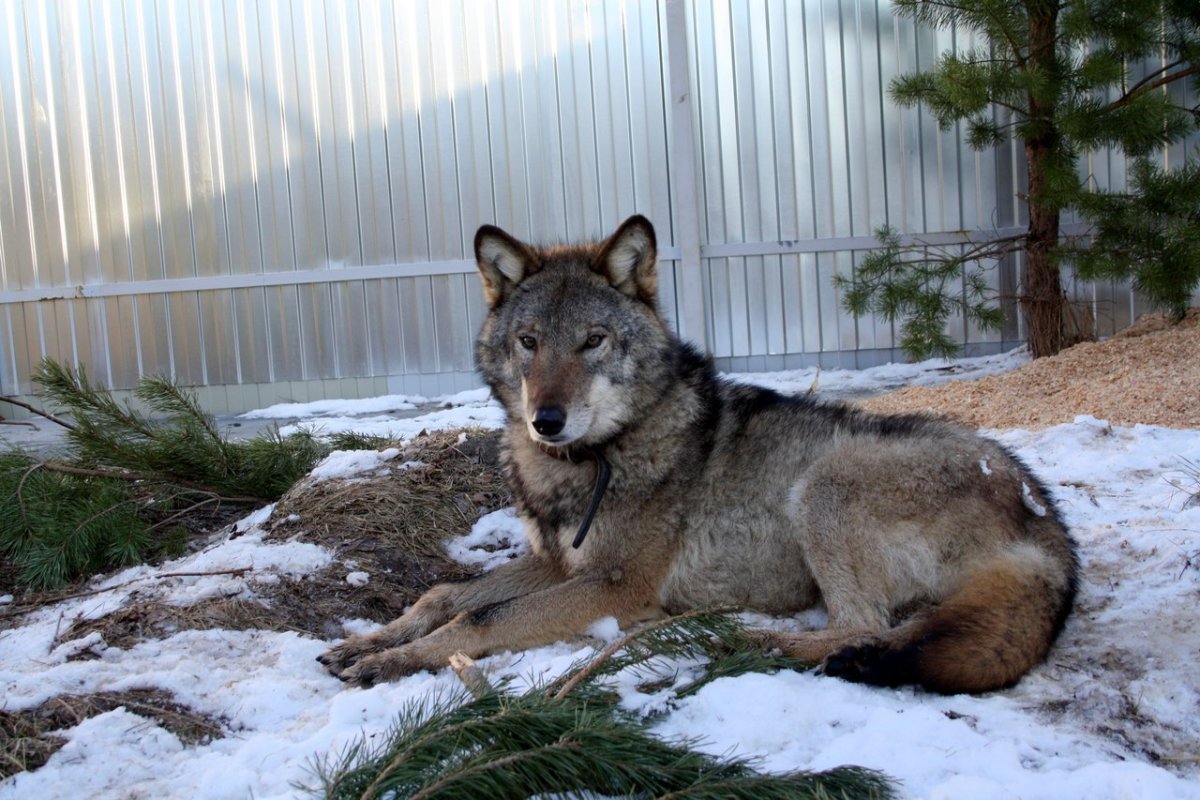Волчий приют чертог волка