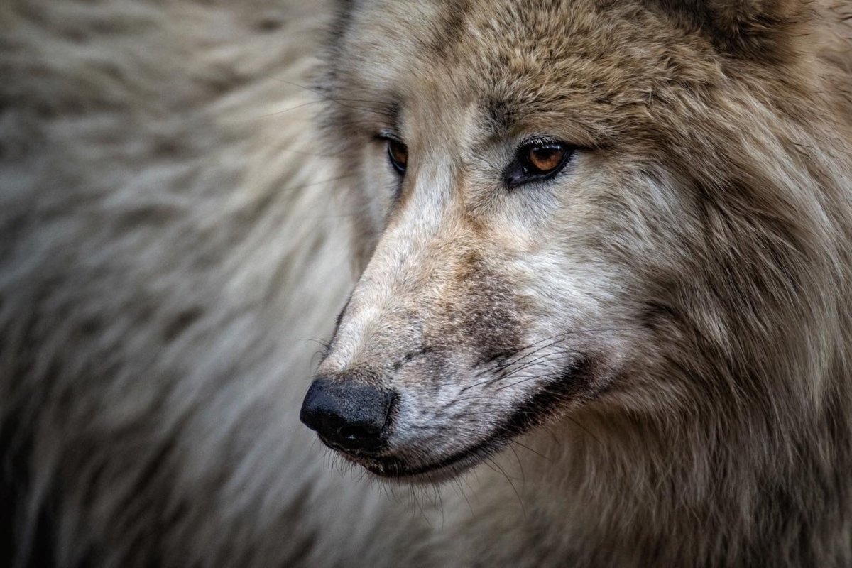 Внешность тотема волка