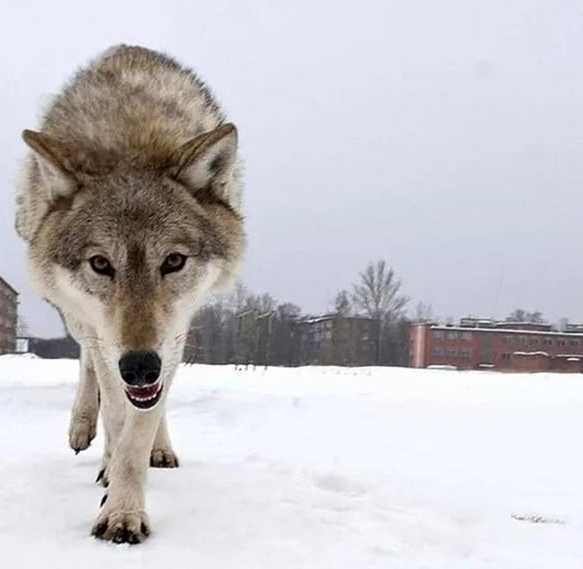 Ручной волк