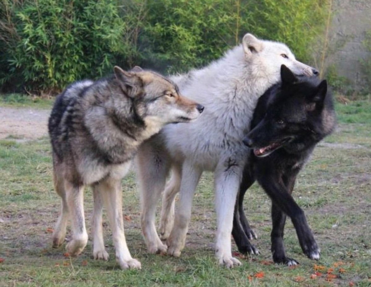 Бело серый волк