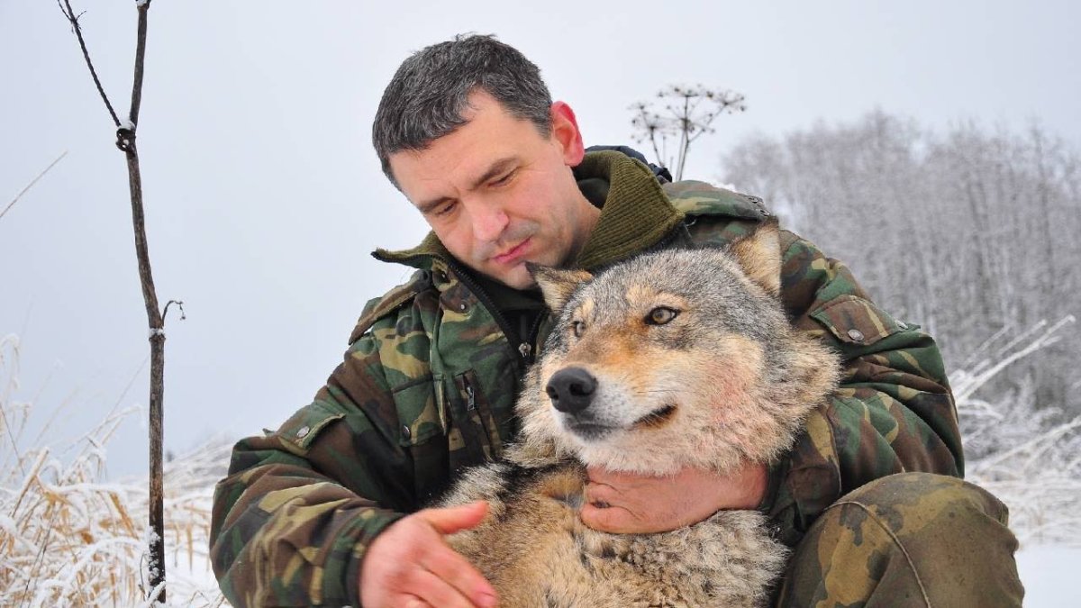 Волки в Сибири охотники