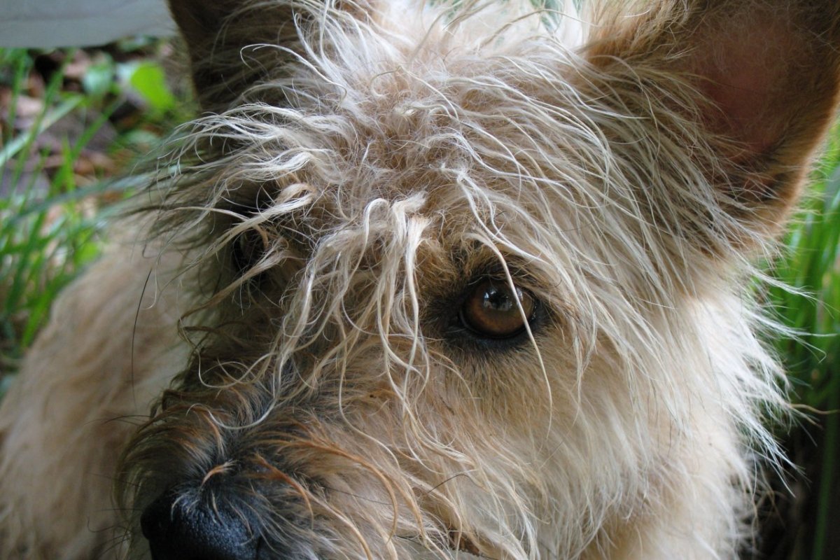 Лохмач терьер