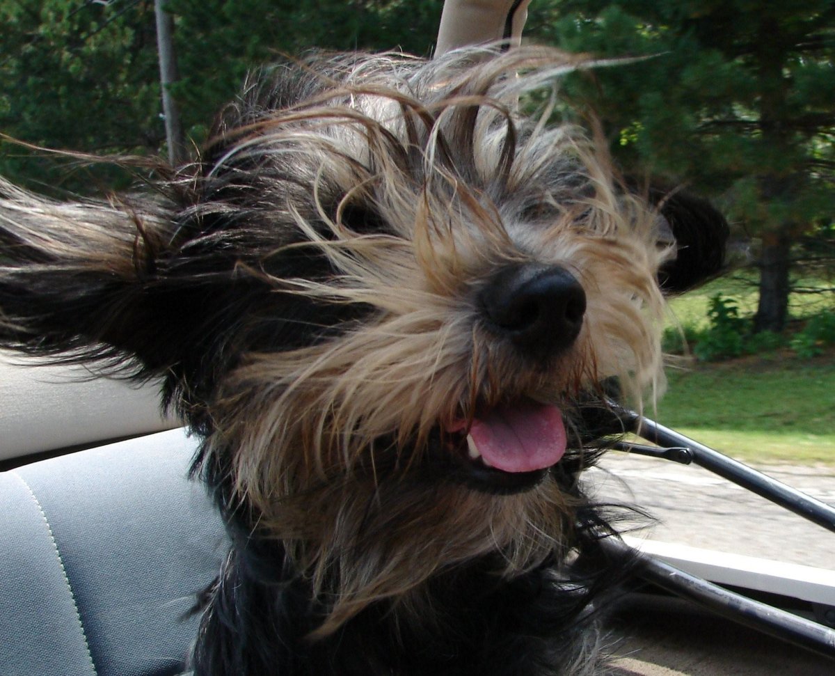 Лохмач терьер