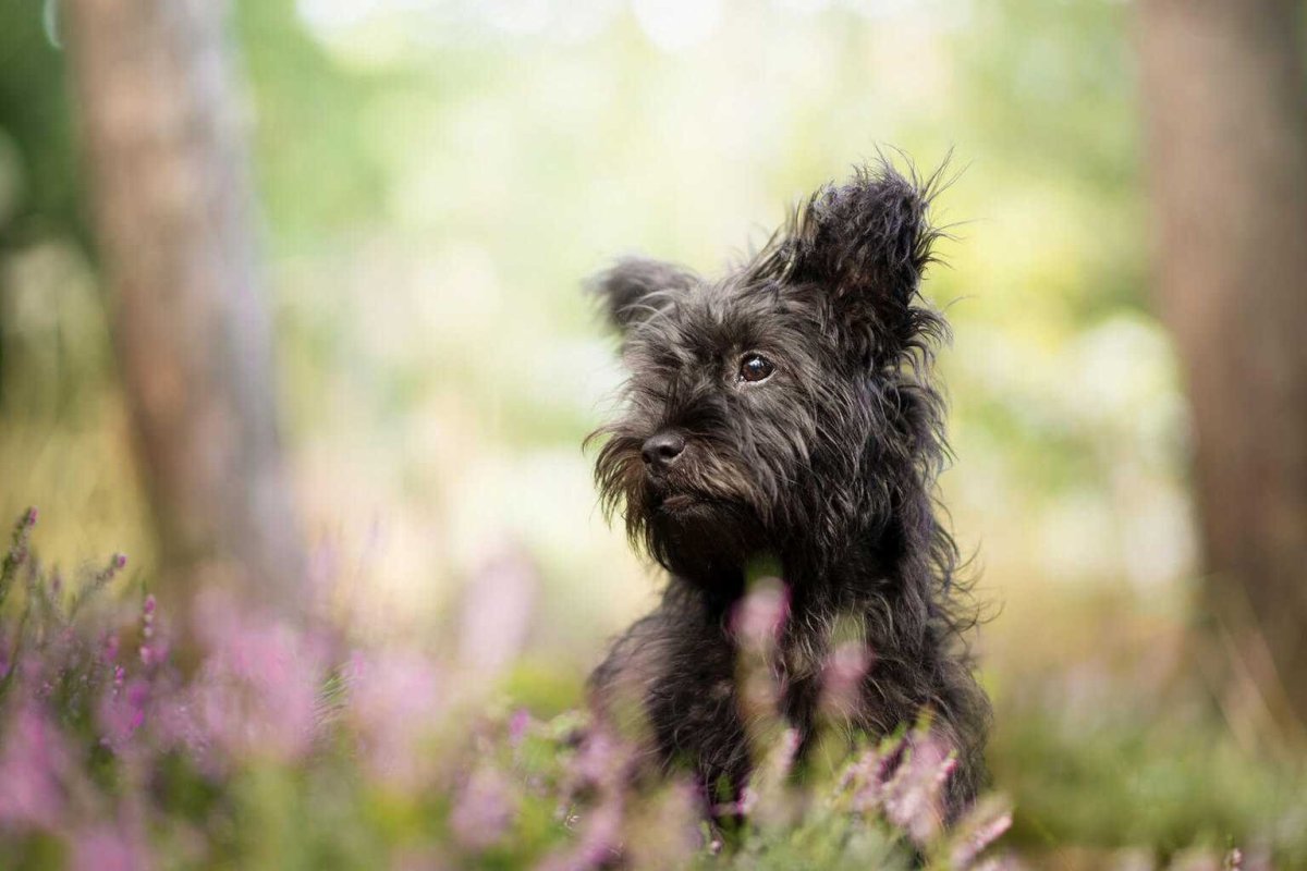 Лохмач терьер