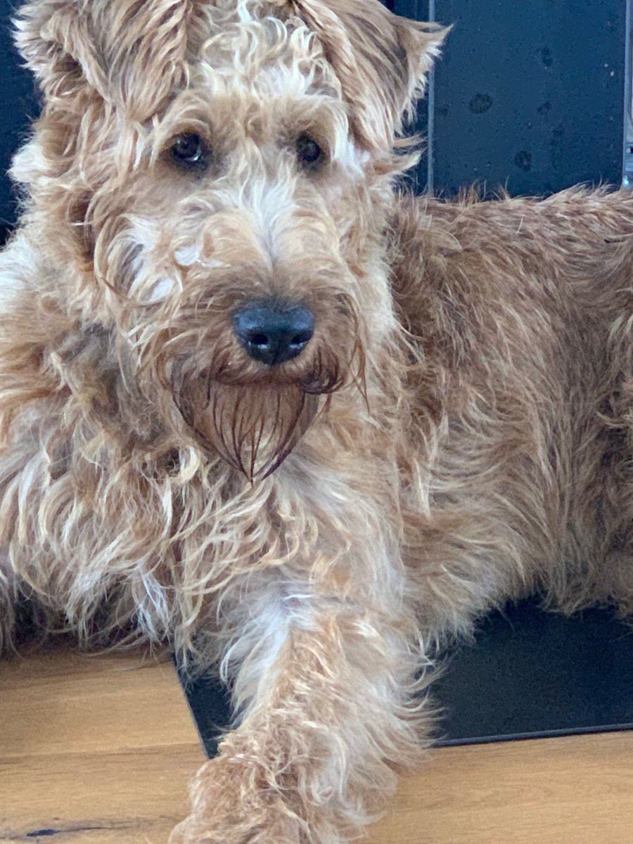 Мохнатый ирландский терьер