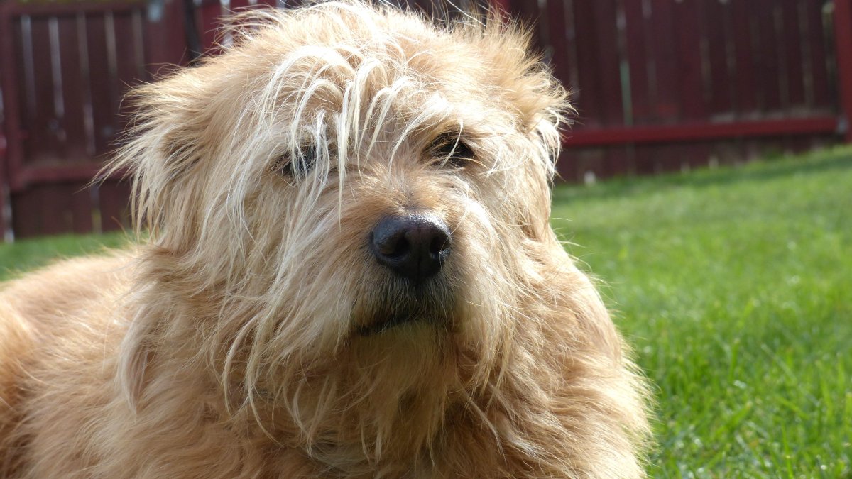 Лохмач терьер