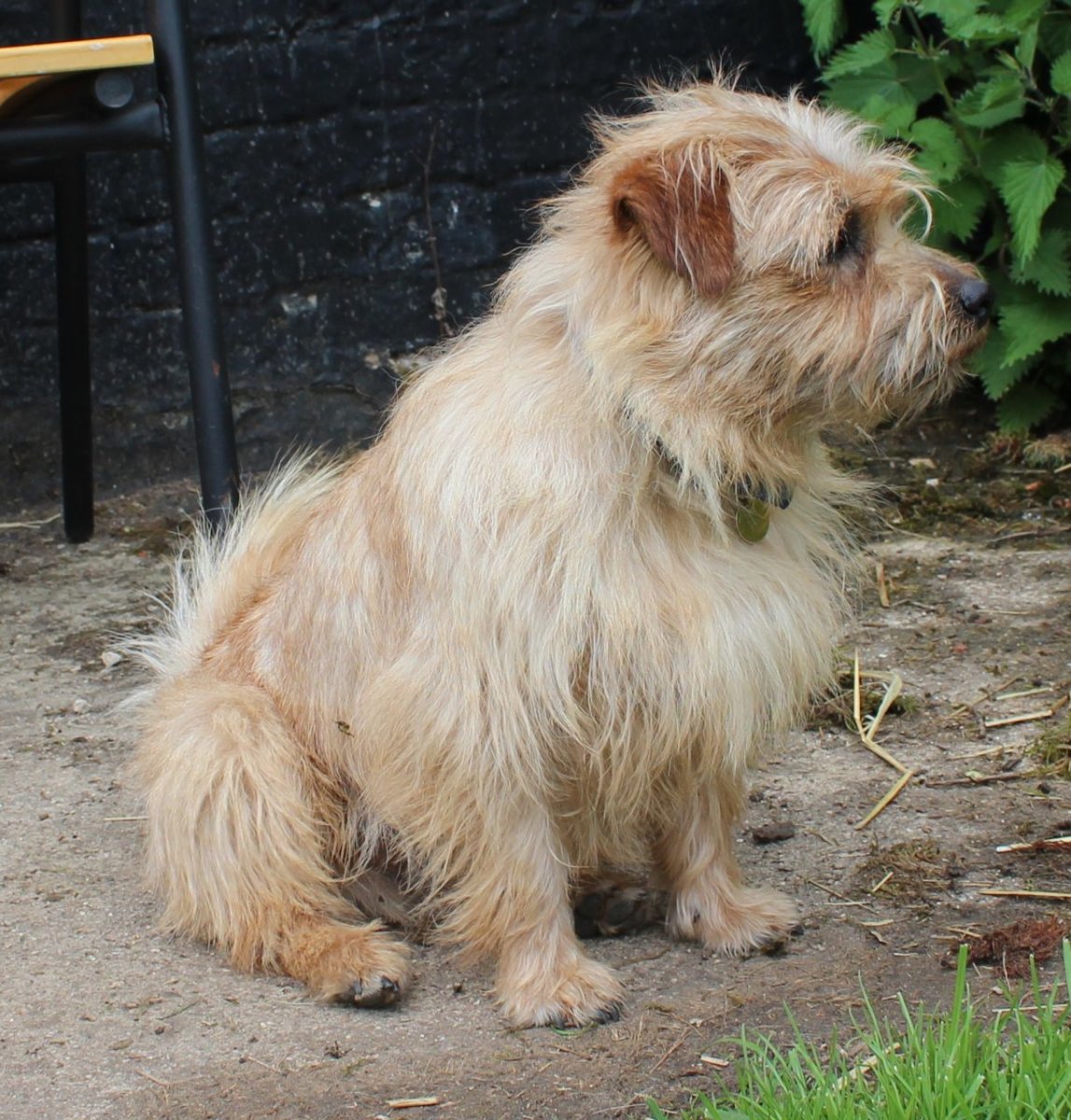 Норфолк терьер бесшерстный