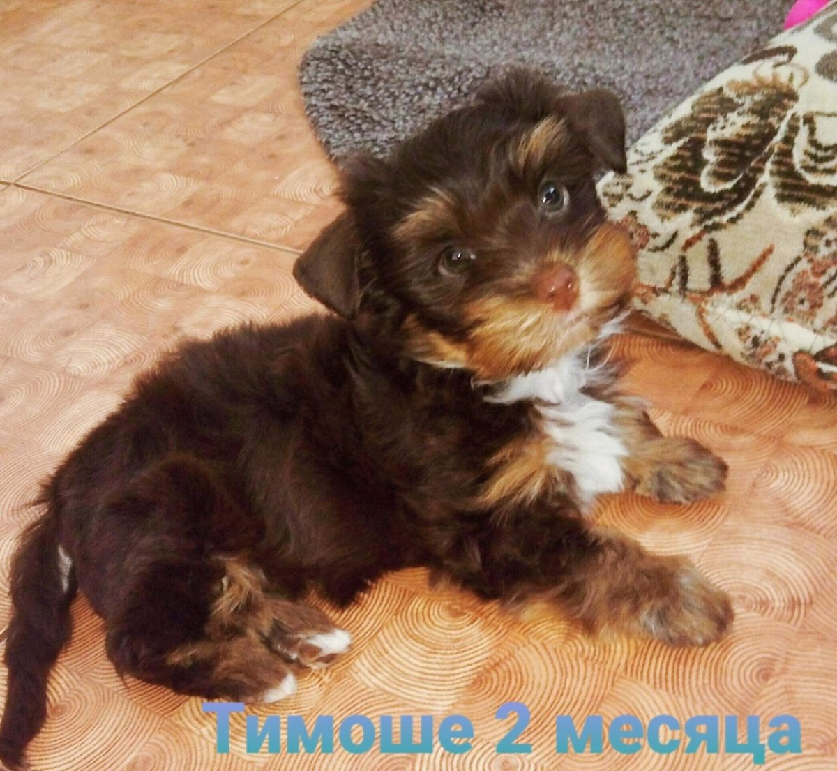 Щенки Йорк помесь 1 месяц