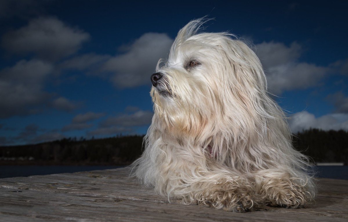 Лохматый терьер порода
