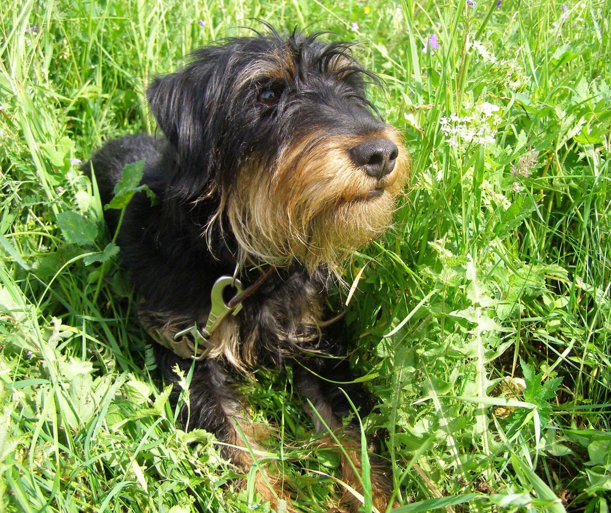 Ягдтерьер жесткошерстный лохматый