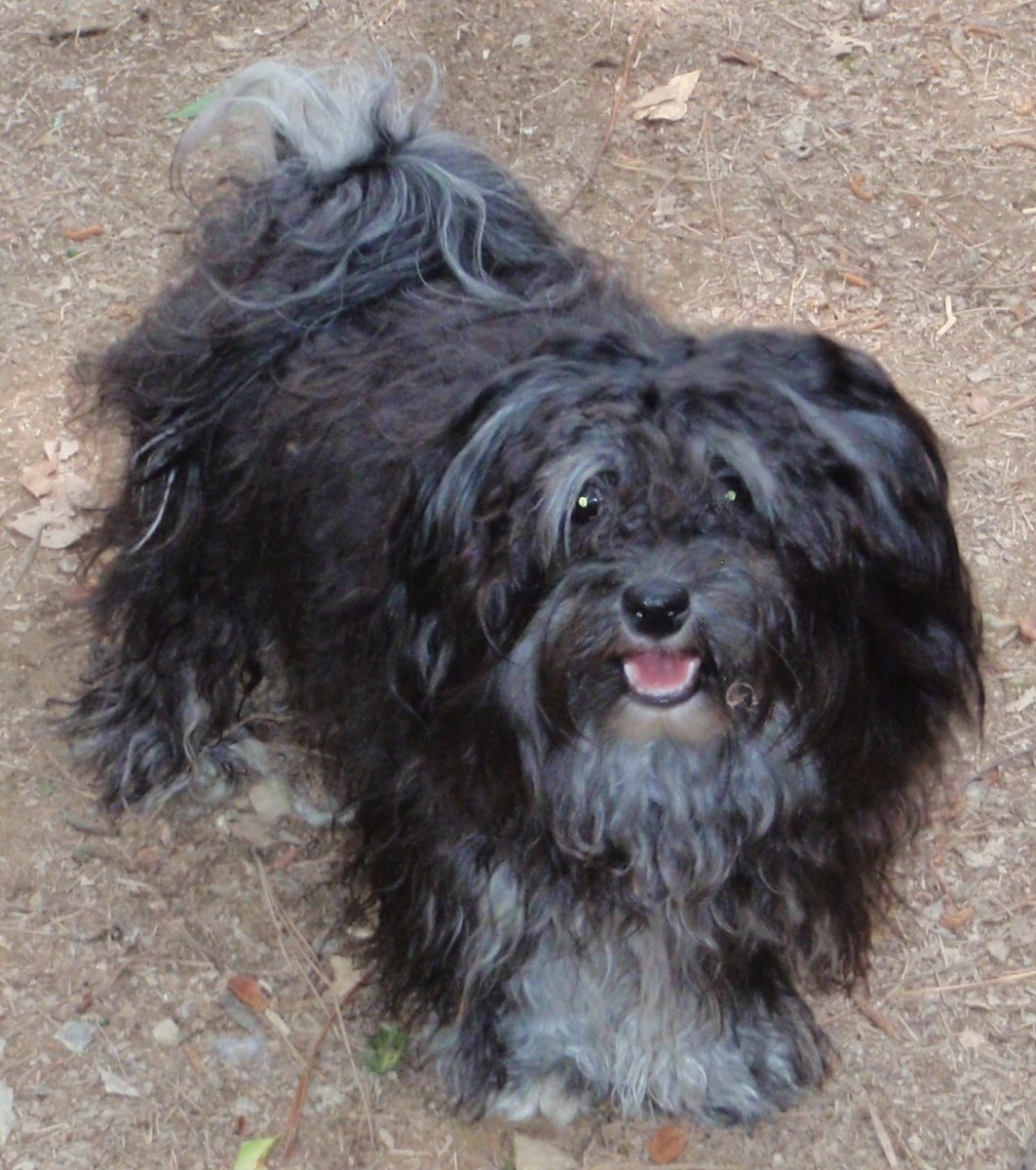 Королевская болонка черная