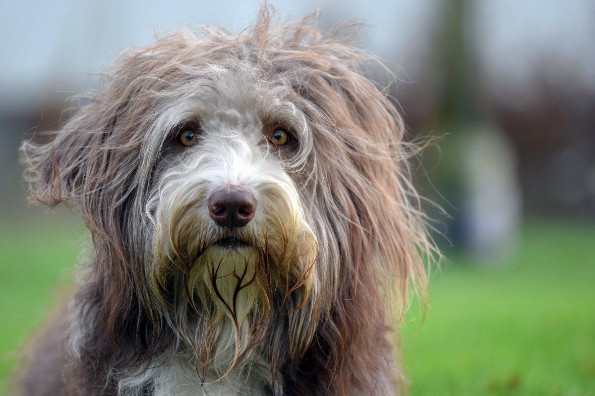 Бородатый колли лохматый