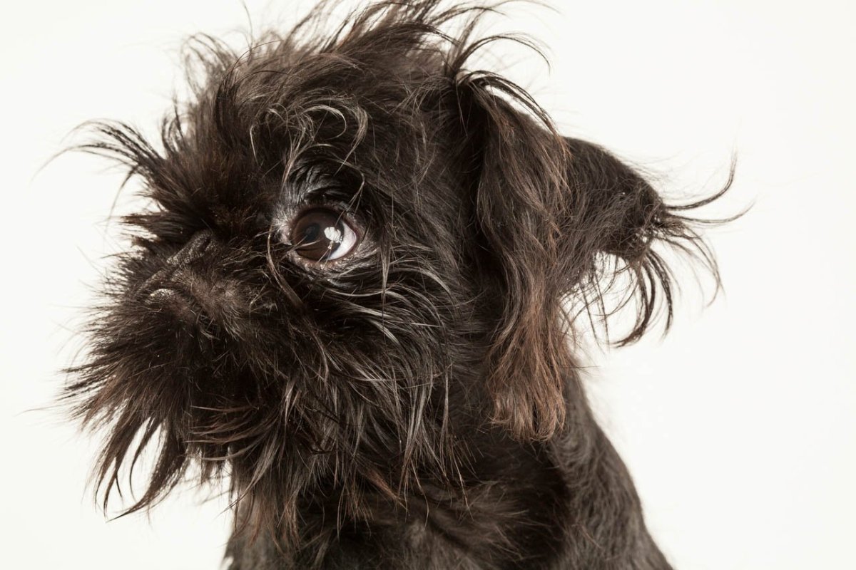 Брюссельский гриффон черный