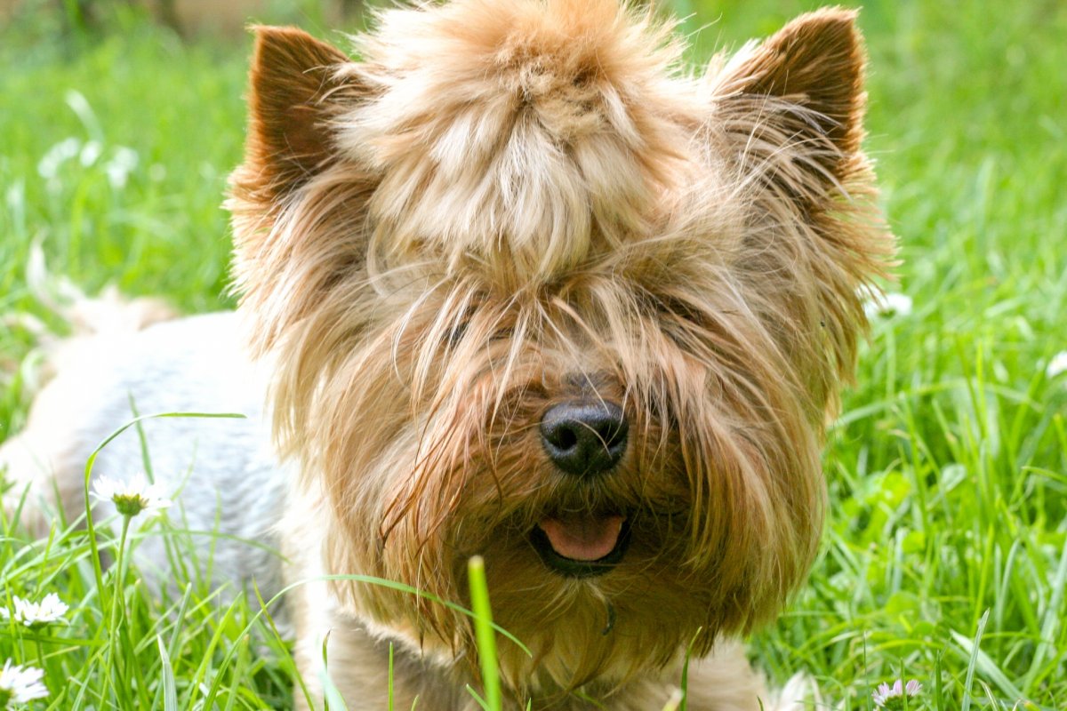 Йоркширский терьер лохматый бомж