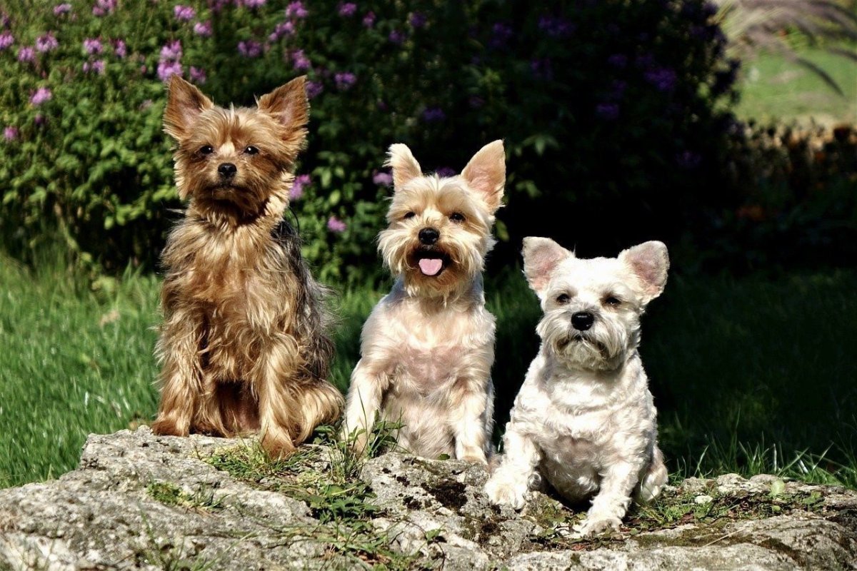 Кельн терьер