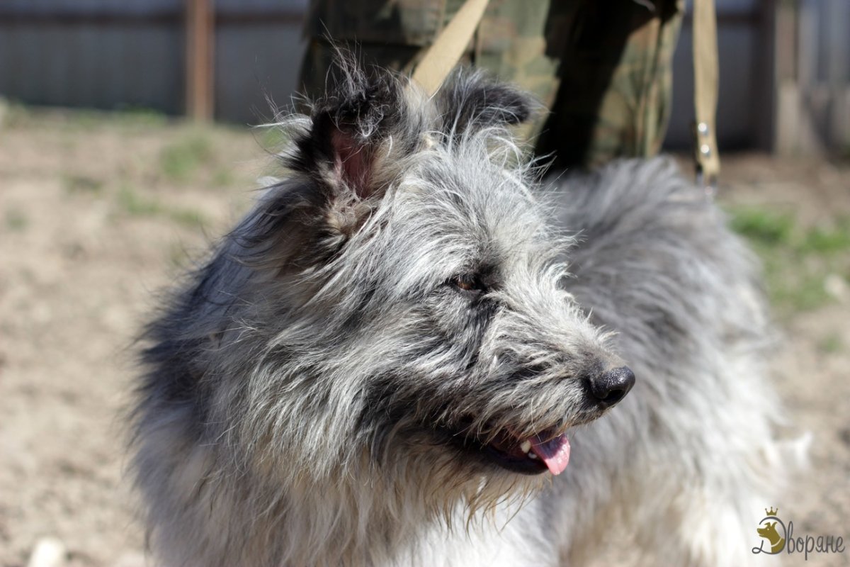 Керн терьер помесь