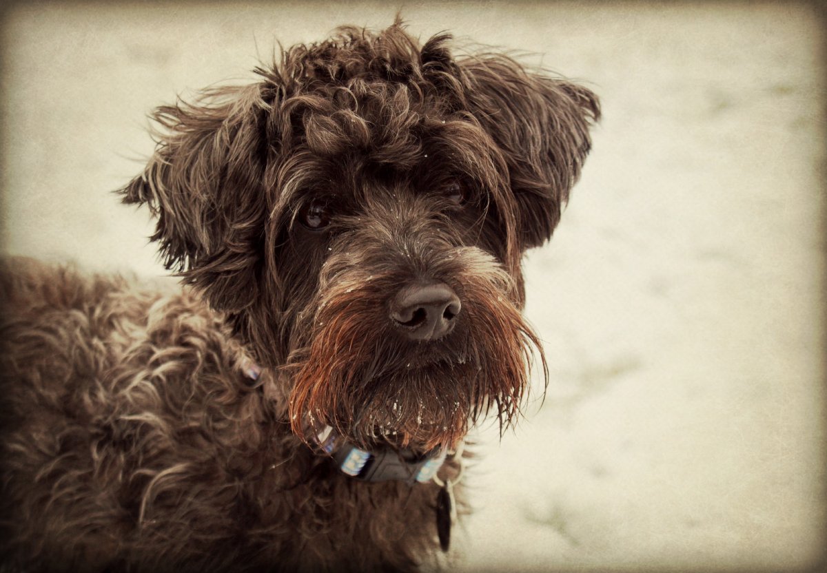 Лохматый терьер